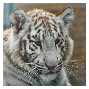 Tiger20151001 Fliese