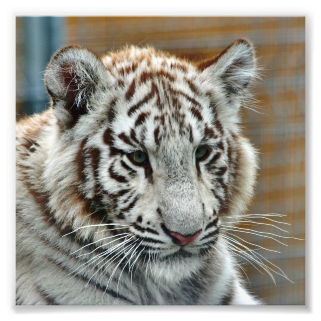 Tiger20151001 Fotodruck (Vorne)