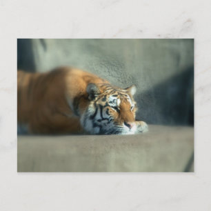 tiger2 postkarte