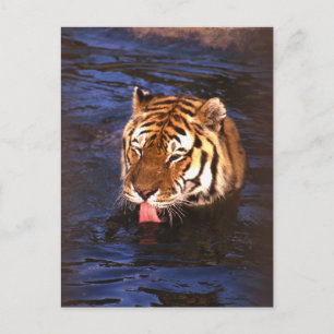 Tiger2 Postkarte