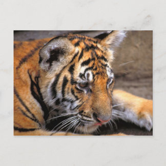 Tiger38 Postkarte