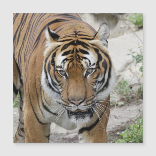 Tiger_001 Magnetkarte (Vorderseite)