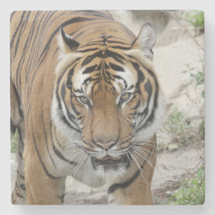 Tiger_001 Steinuntersetzer