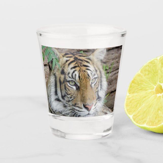 Tiger_002 Schnapsglas (Vorderseite)