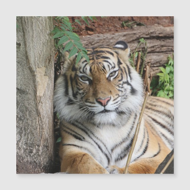 Tiger 005 magnetkarte (Vorderseite)