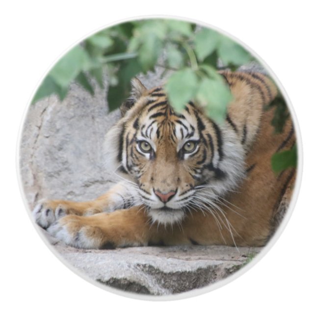 Tiger 008 keramikknauf (Vorderseite)