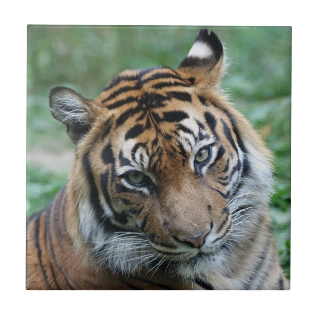 Tiger 012 fliese (Vorderseite)