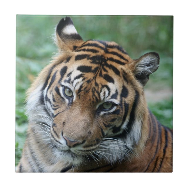 Tiger 013 fliese (Vorderseite)