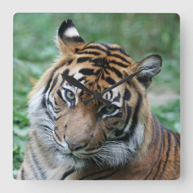 Tiger 013 quadratische wanduhr (Vorderseite)
