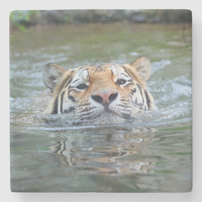 Tiger 028 steinuntersetzer (Vorderseite)