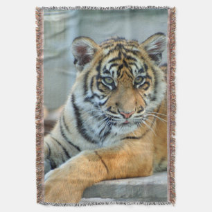 Tiger 034 decke