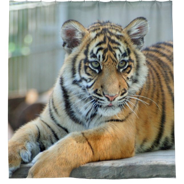 Tiger 034 duschvorhang (Vorderseite)