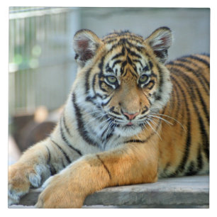 Tiger 034 fliese