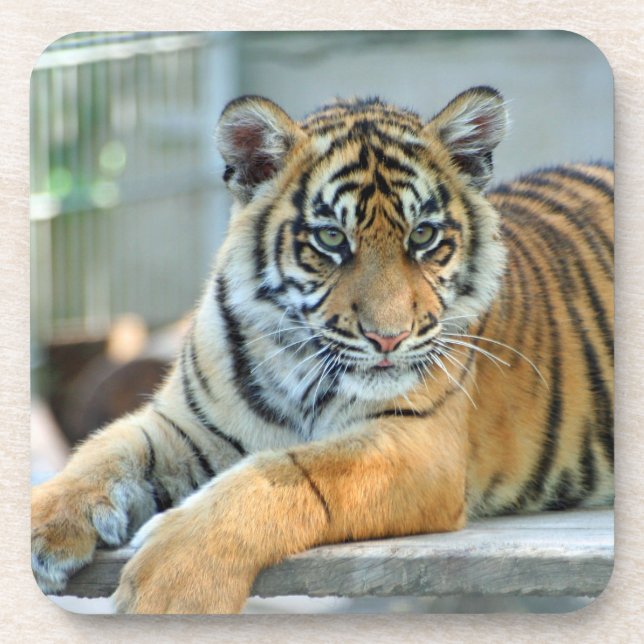 Tiger 034 getränkeuntersetzer (Vorderseite)