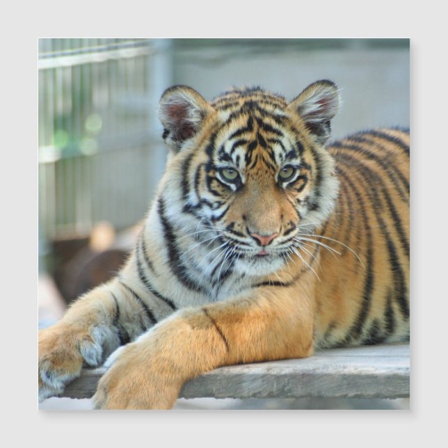 Tiger 034 magnetkarte (Vorderseite)