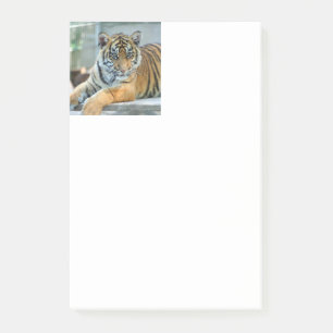 Tiger 034 post-it klebezettel