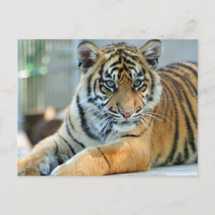Tiger 034 postkarte