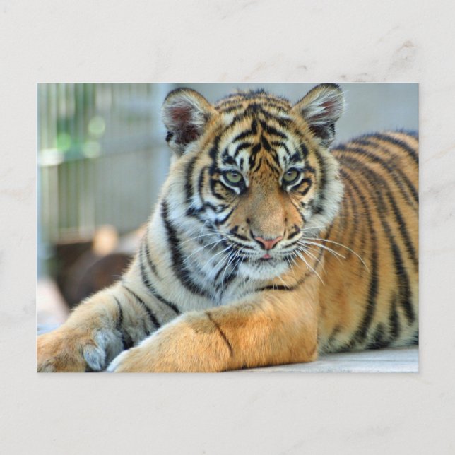 Tiger 034 postkarte (Vorderseite)