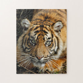 Tiger 037 puzzle