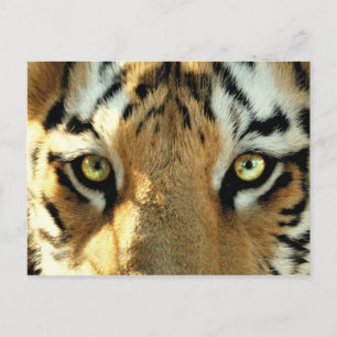 Tiger 1 - Postkarte