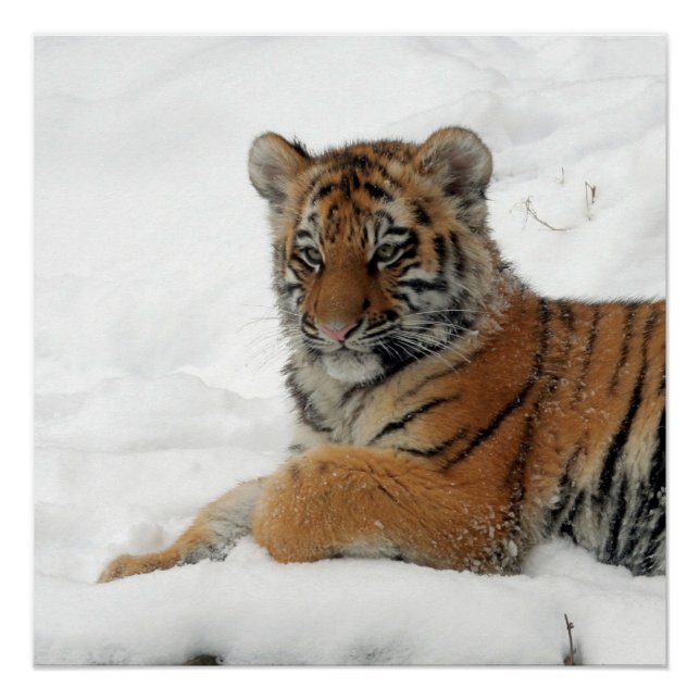 Tiger_2015_0101 Poster (Vorderseite)