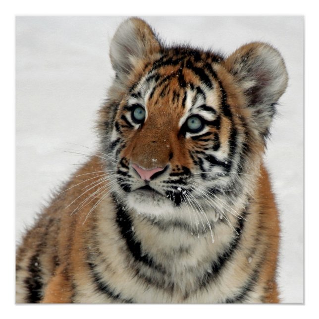 Tiger_2015_0108 Poster (Vorderseite)
