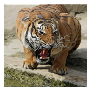 Tiger_2015_0156 Poster