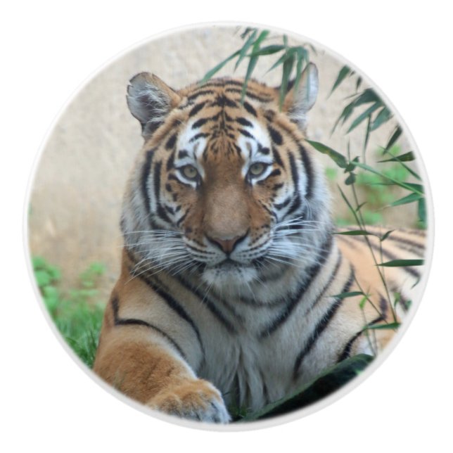 Tiger_20171103_by_JAMFoto Keramikknauf (Vorderseite)