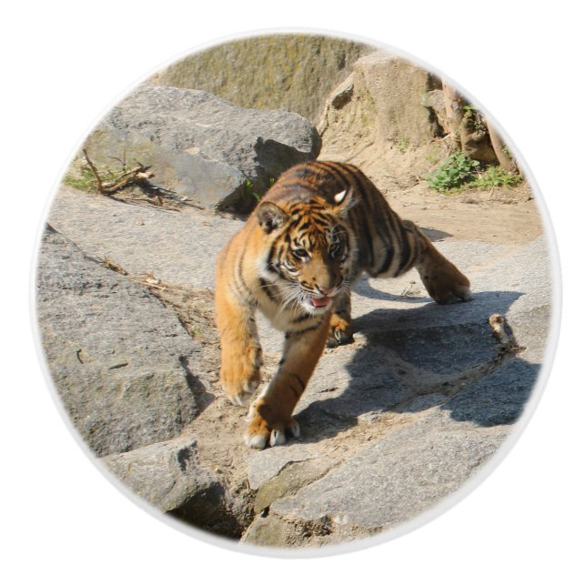 Tiger_20190302_by_JAMFoto Keramikknauf (Vorderseite)