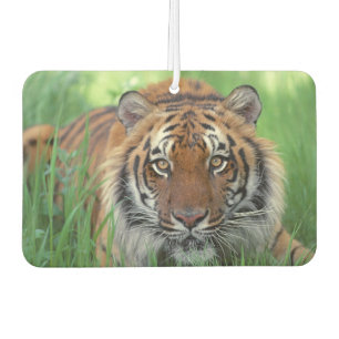 Tiger Air Freshener Autolufterfrischer