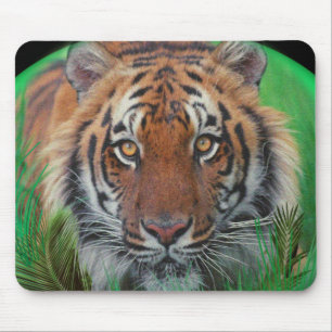 Tiger am nächtlichen Mauspad