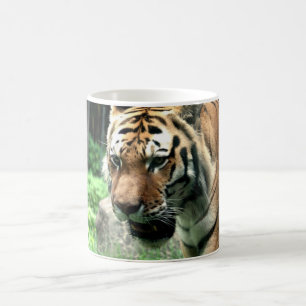 Tiger an der Bronx-Zoo-Tasse Kaffeetasse