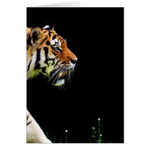 Tiger Approaching - Wildtierarbeiten