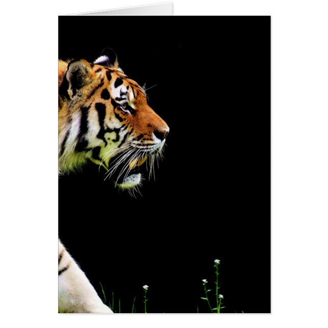 Tiger Approaching - Wildtierarbeiten (Vorne)