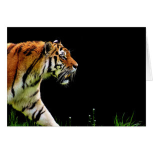 Tiger Approaching - Wildtierarbeiten