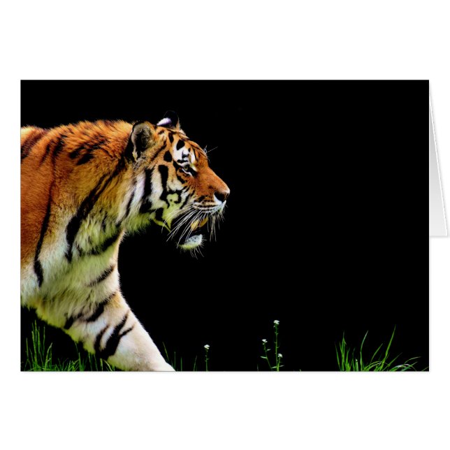 Tiger Approaching - Wildtierarbeiten (Vorderseite (Horizontal))