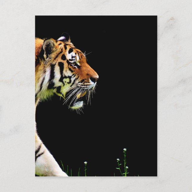 Tiger Approaching - Wildtierarbeiten Postkarte (Vorderseite)