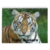 Tiger_Aroara012, Tiger Auroara