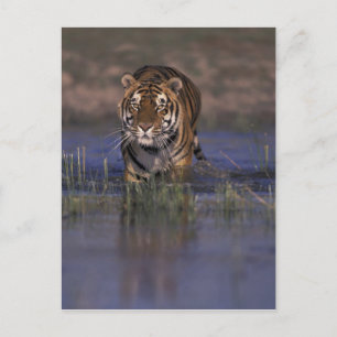 Tiger ASIENS, Indien, der durch das Wasser geht Postkarte