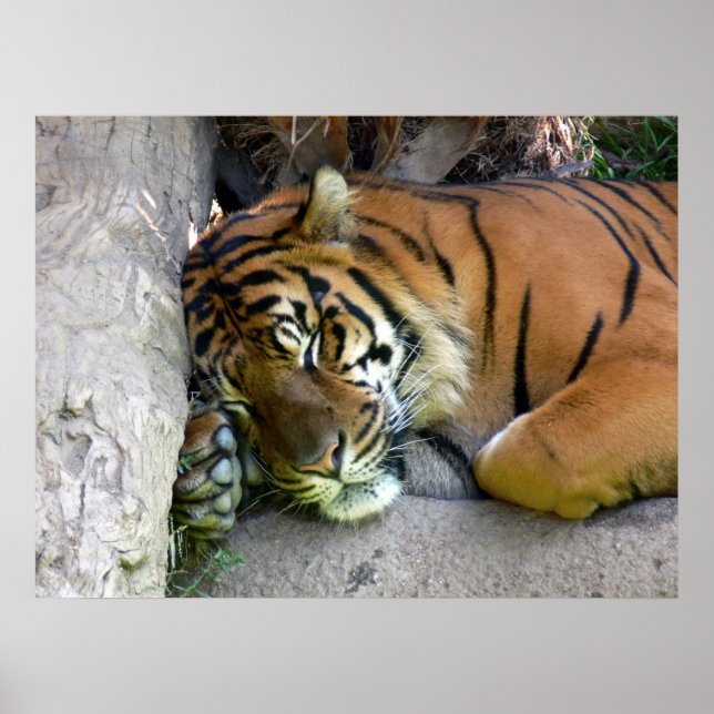 Tiger Asleep Poster (Vorne)