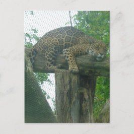 Tiger auf Bäumen, Wald, Natur, wild lebende Tiere Postkarte