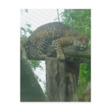 Tiger auf Bäumen, Wald, Natur, wild lebende Tiere