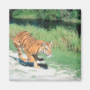 Tiger auf dem Weg Magnet