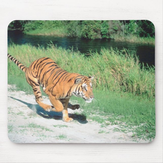 Tiger auf dem Weg Mousepad (Vorne)