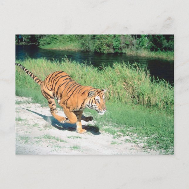 Tiger auf dem Weg Postkarte (Vorderseite)
