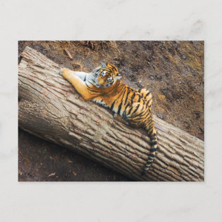 Tiger auf einer Log-Foto-Postkarte Postkarte