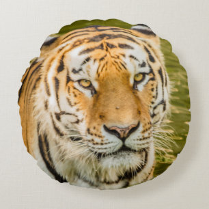 Tiger auf rundem Kissen