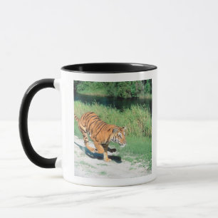 Tiger auf Weg Tasse