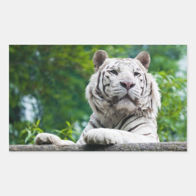 Tiger-Aufkleber Rechteckiger Aufkleber (Vorderseite)