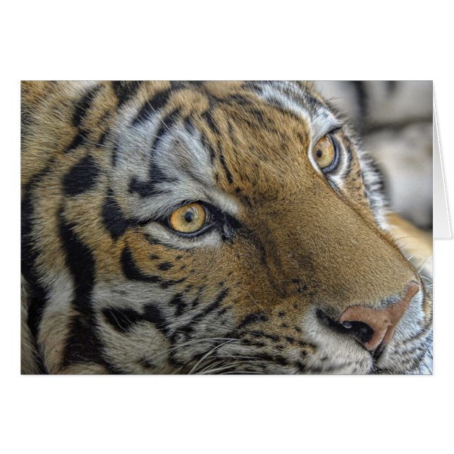 Tiger-Augen (Vorderseite (Horizontal))